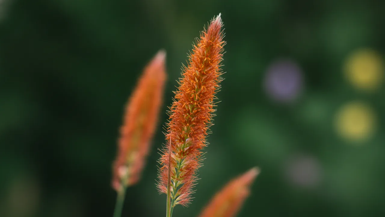 Blaze (Schizachyrium scoparium 'Blaze') - red flowers, illustrated plant card