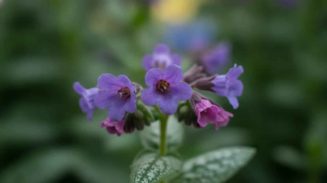 Lungwort