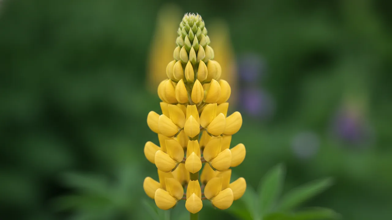Chandelier (Lupinus 'Chandelier') - yellow flowers, illustrated plant card