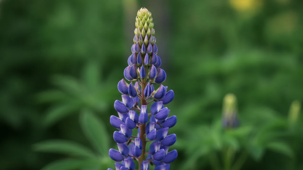 Gallery Blue (Lupinus 'Gallery Blue') - blue flowers, illustrated plant card