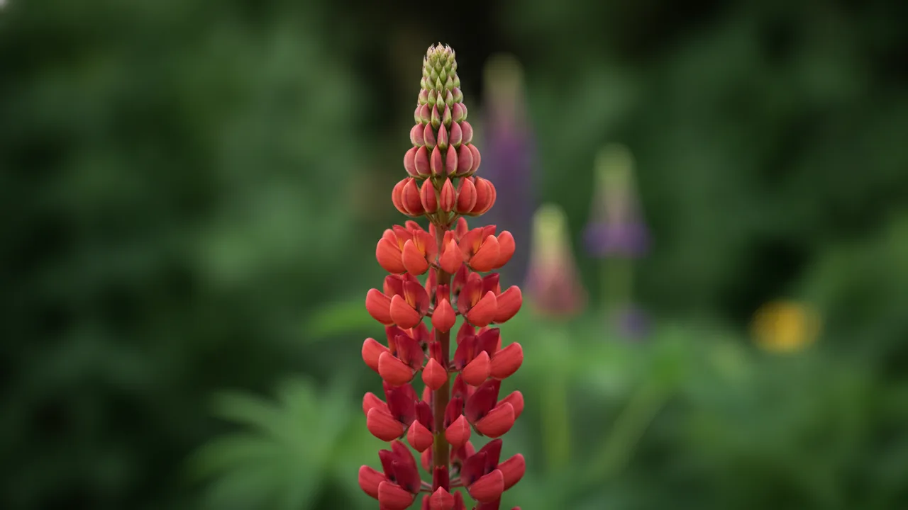 Gallery Red (Lupinus 'Gallery Red') - red flowers, illustrated plant card