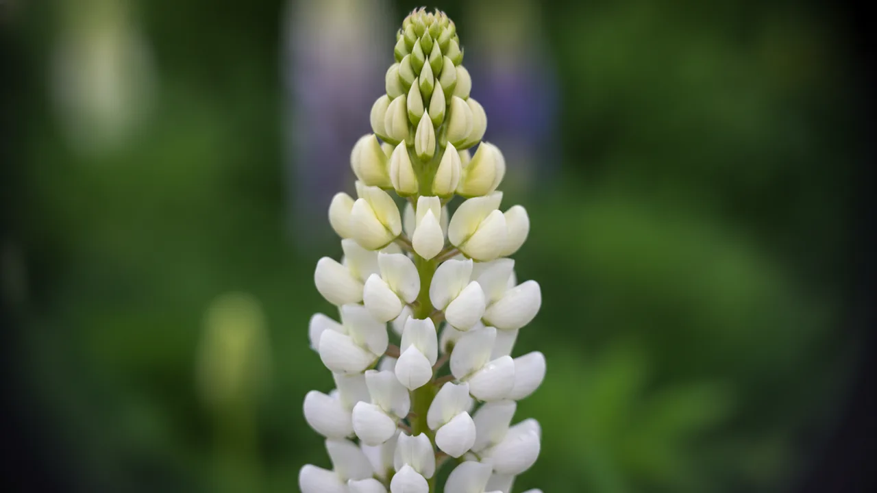 Gallery White (Lupinus 'Gallery White') - white flowers, illustrated plant card