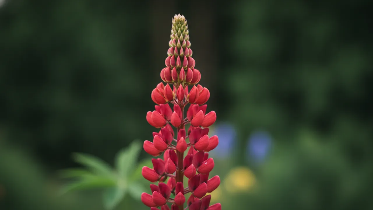 My Castle (Lupinus 'My Castle') - red flowers, illustrated plant card