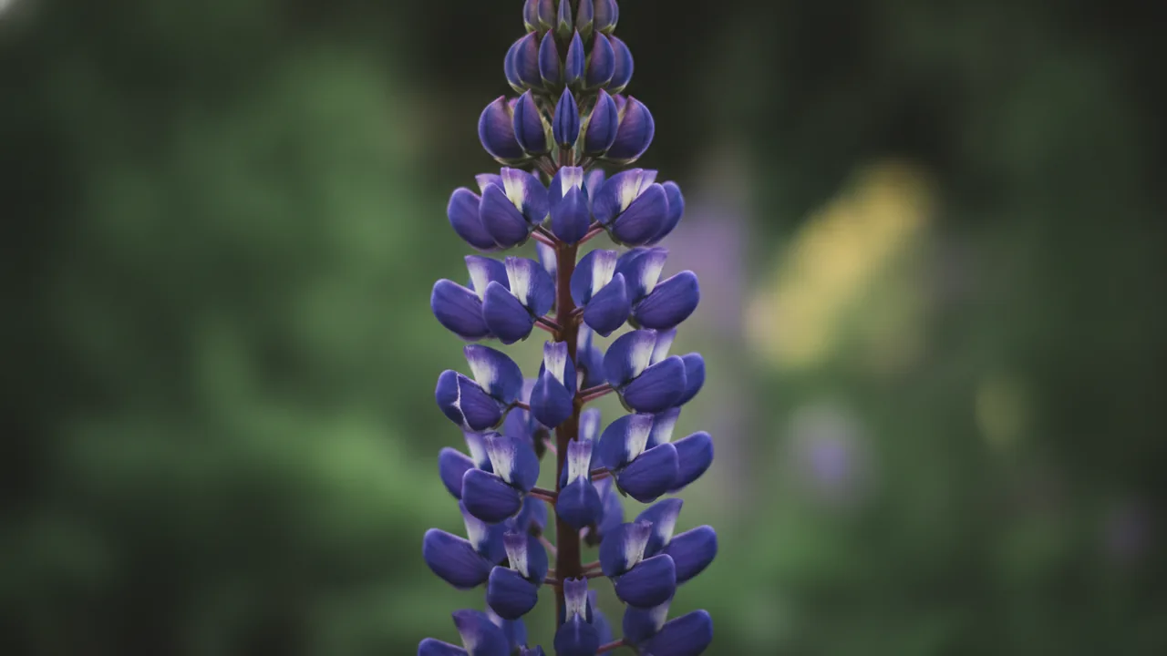 The Governor (Lupinus 'The Governor') - blue flowers, illustrated plant card