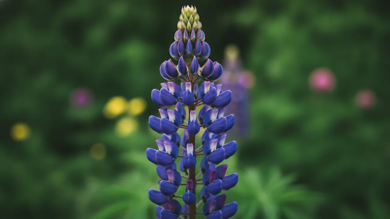 Lupine