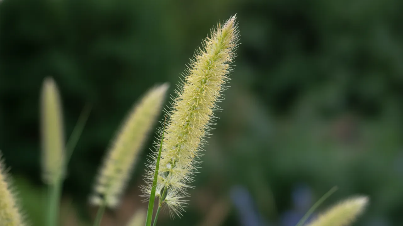 Gracillimus (Miscanthus sinensis 'Gracillimus') - orange flowers, illustrated plant card