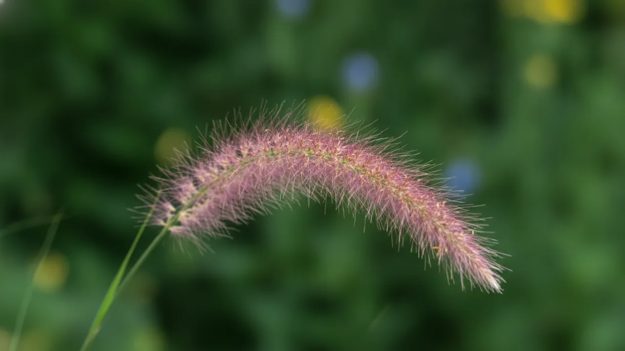 Flame Grass