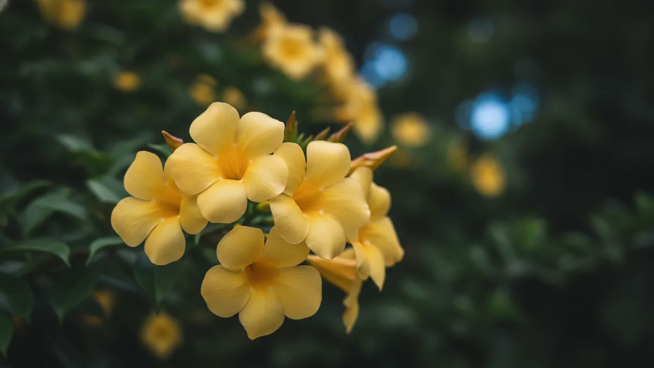 Sun Parasol Sunbeam (Mandevilla 'Sun Parasol Sunbeam') - yellow flowers, illustrated plant card