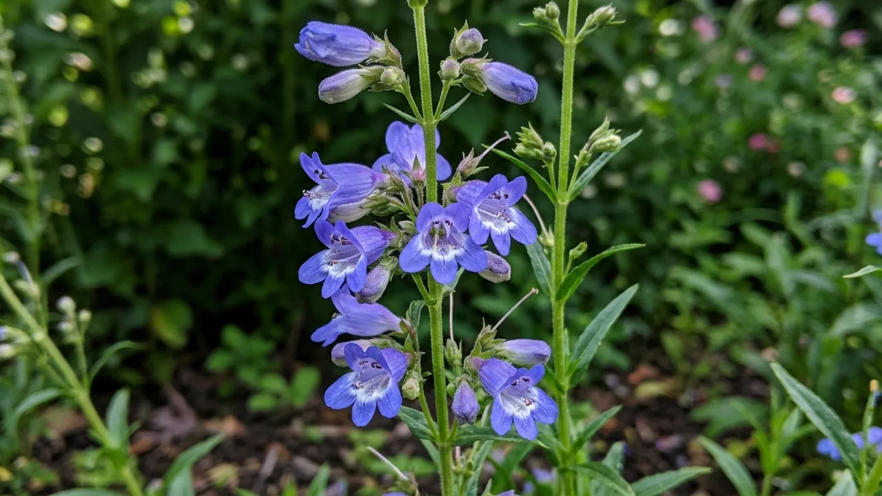 Margarita BOP Foothill Penstemon (Penstemon heterophyllus 'Margarita BOP') - blue flowers, illustrated plant card