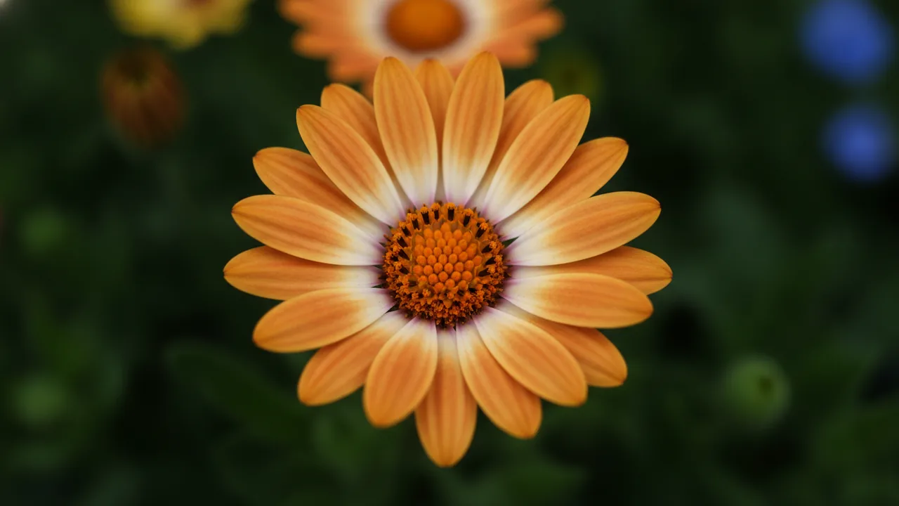 Apricot Marguerite Daisy (Argyranthemum) - orange flowers, illustrated plant card