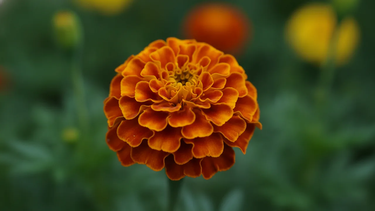 French Marigold (Tagetes patula) - yellow flowers, illustrated plant card