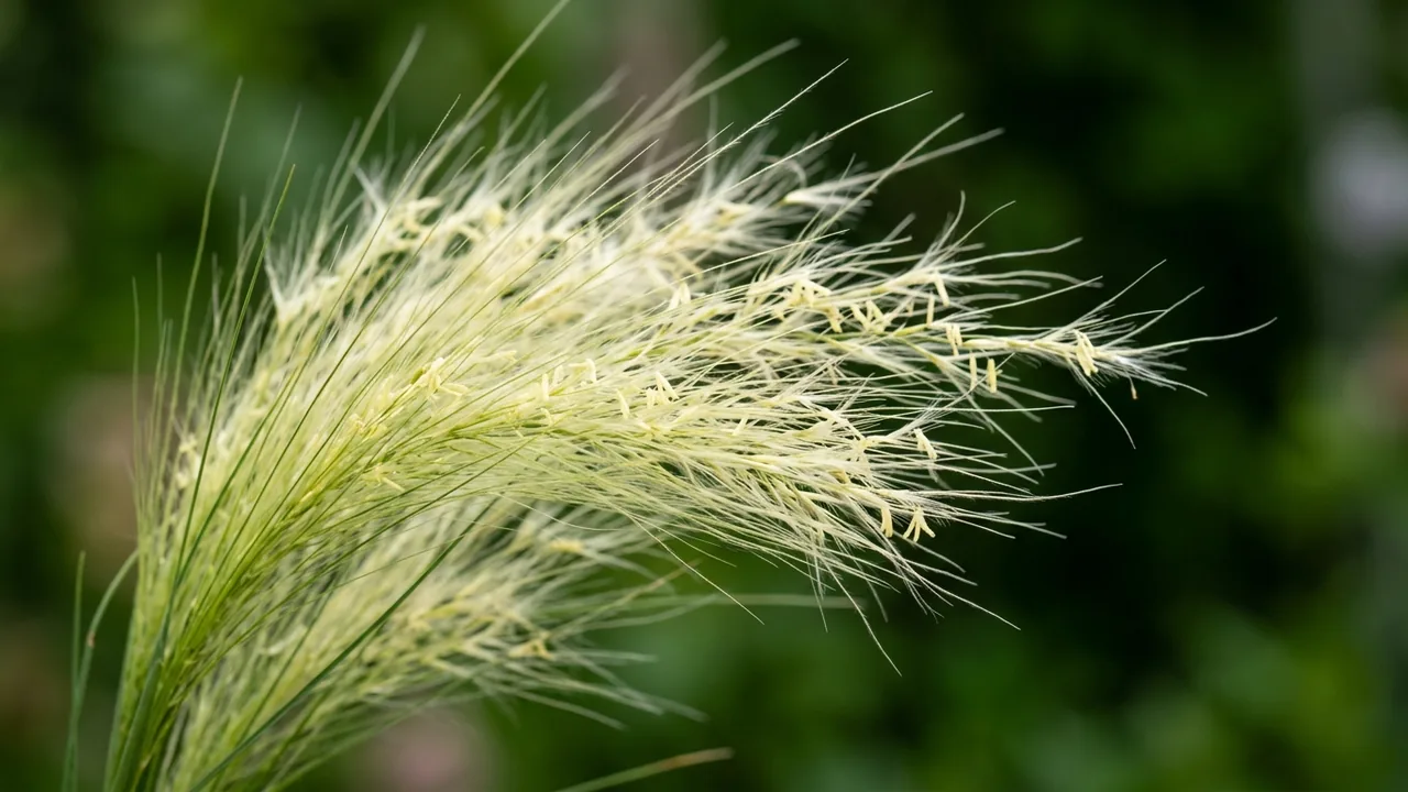 Mexican Feather Grass (Nassella tenuissima) - foliage plant, illustrated plant card
