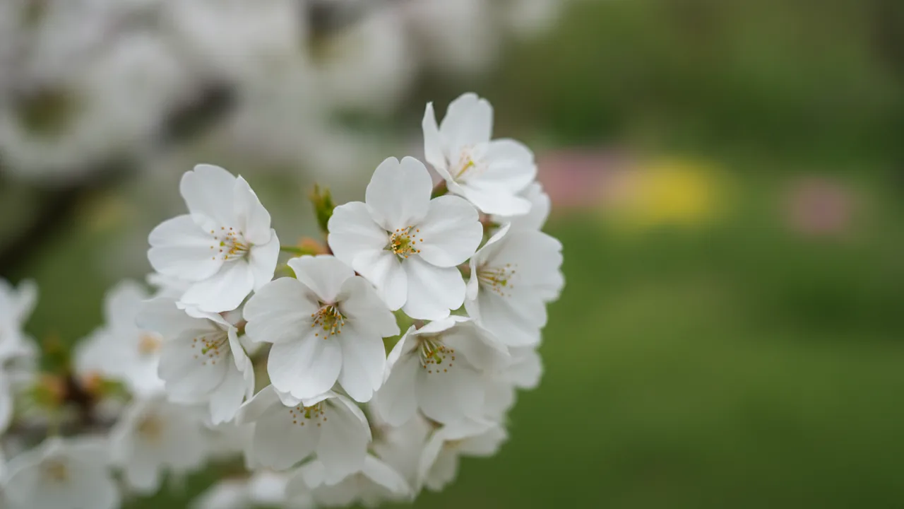 Mount Fuji Cherry (Prunus serrulata 'Shirotae') - white flowers, illustrated plant card