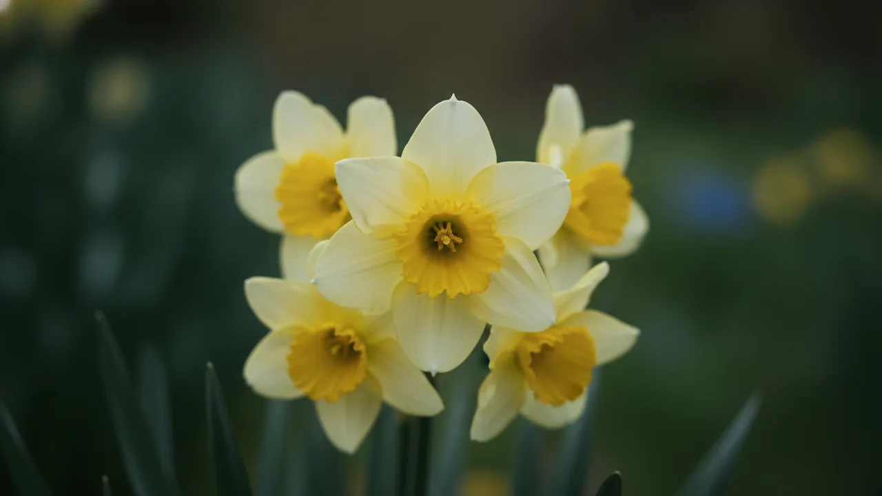Cheerfulness (Narcissus 'Cheerfulness') - white flowers, illustrated plant card