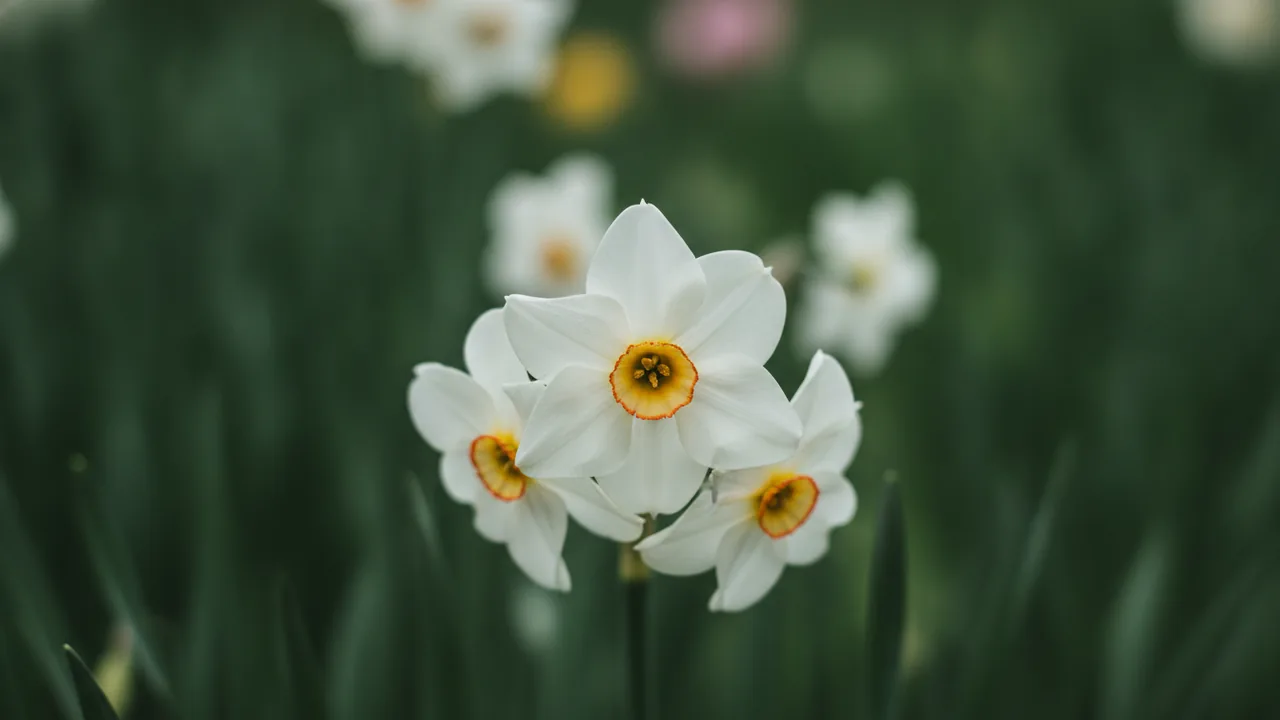 Geranium (Narcissus 'Geranium') - white flowers, illustrated plant card