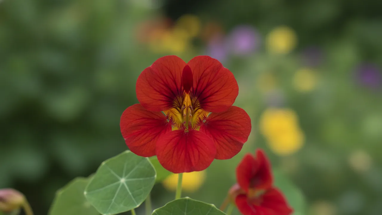 Empress of India (Tropaeolum majus 'Empress of India') - red flowers, illustrated plant card