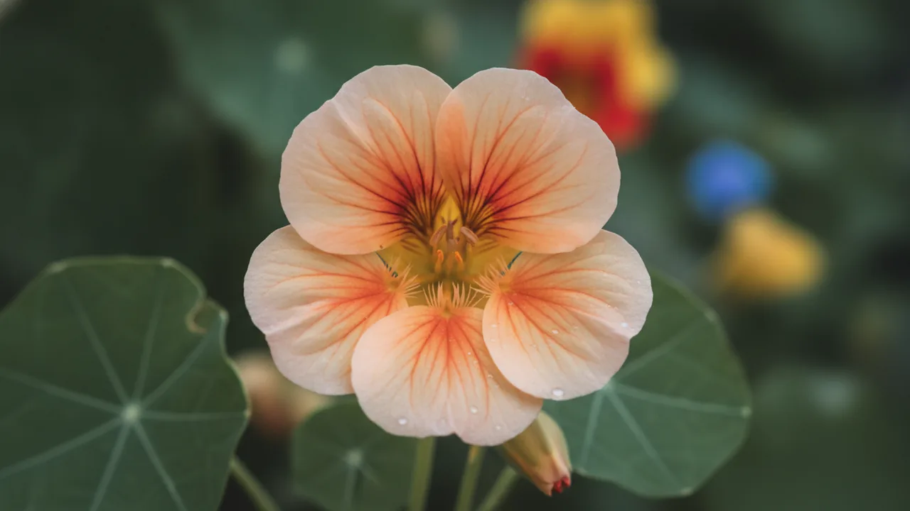 Peach Melba (Tropaeolum majus 'Peach Melba') - orange flowers, illustrated plant card