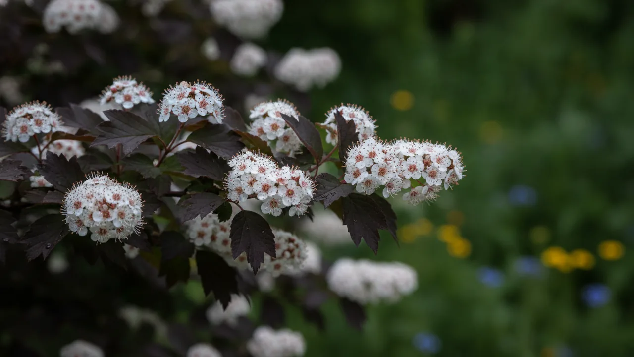 Diabolo (Physocarpus opulifolius 'Monlo') - foliage plant, illustrated plant card