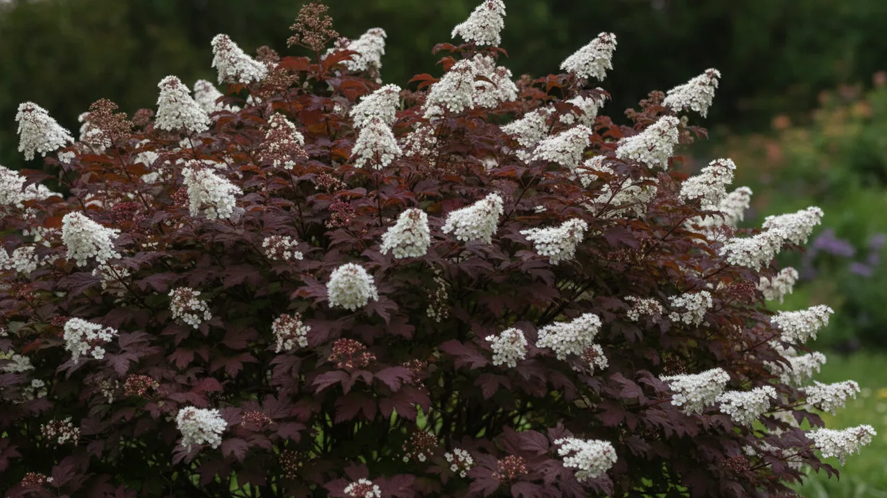 Summer Wine (Physocarpus opulifolius 'Seward') - foliage plant, illustrated plant card