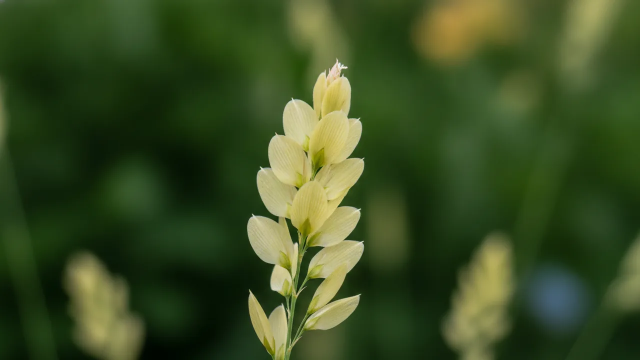 River Mist (Chasmanthium latifolium 'River Mist') - white flowers, illustrated plant card