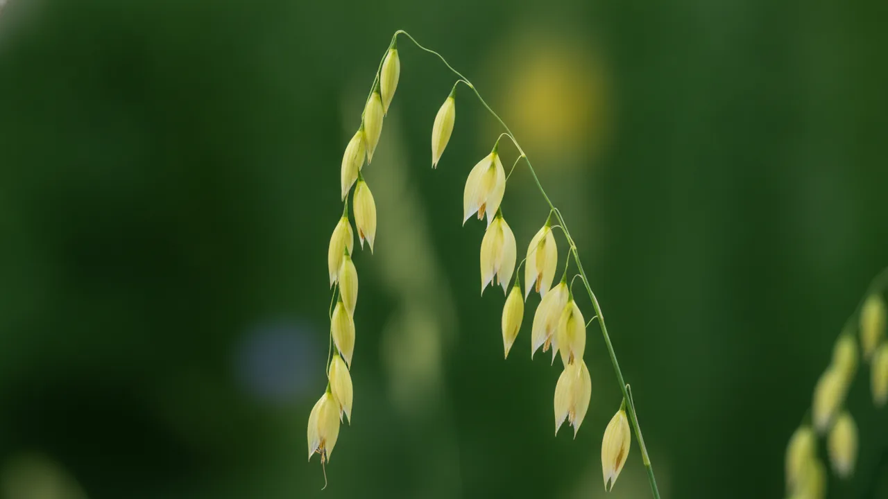 Northern Sea Oats (Chasmanthium latifolium) - orange flowers, illustrated plant card