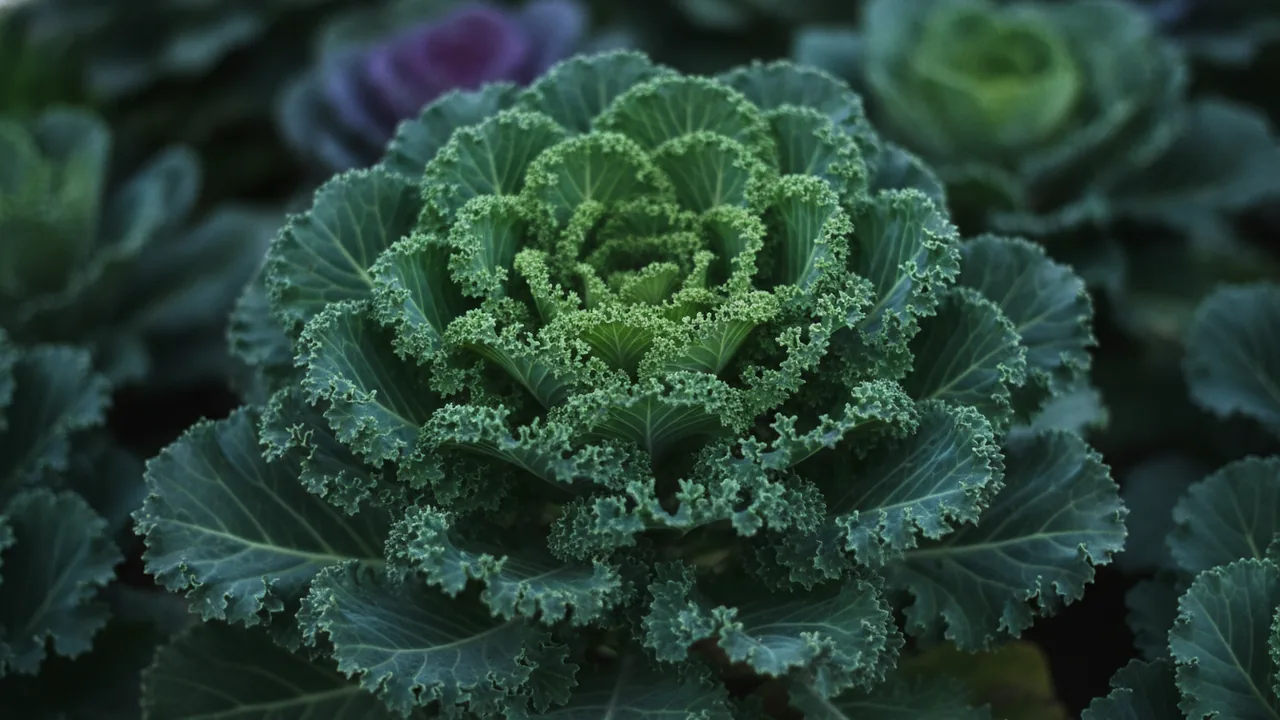 Ornamental Kale