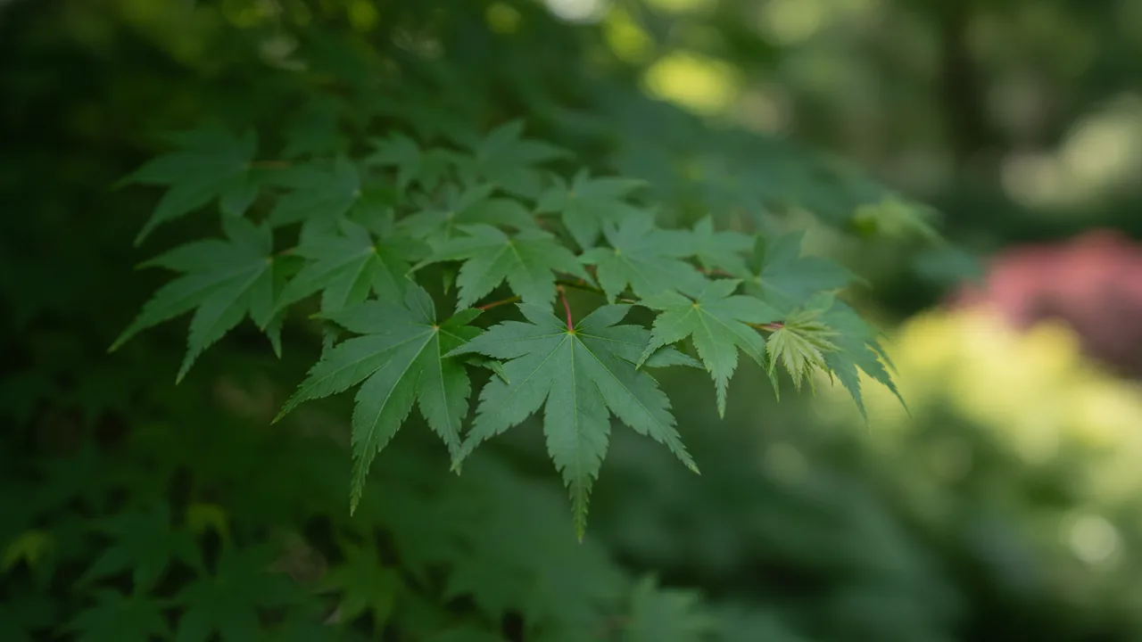 Osakazuki (Acer palmatum 'Osakazuki') - foliage plant, illustrated plant card