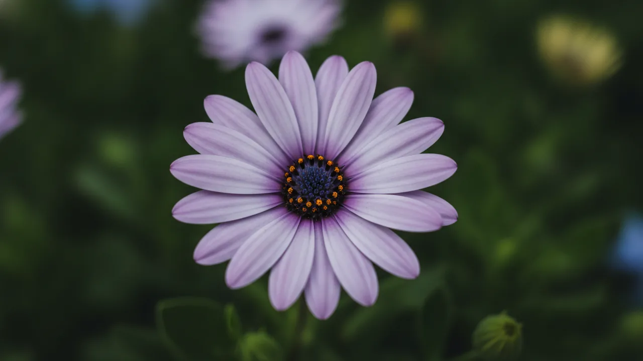 Lavender African Daisy (Osteospermum 'Soprano Lavender') - purple flowers, illustrated plant card