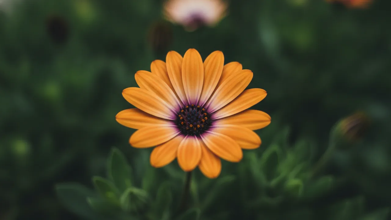 Orange African Daisy (Osteospermum 'Orange Symphony') - orange flowers, illustrated plant card