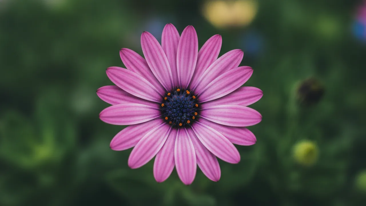 Pink African Daisy (Osteospermum 'Serenity Pink') - pink flowers, illustrated plant card