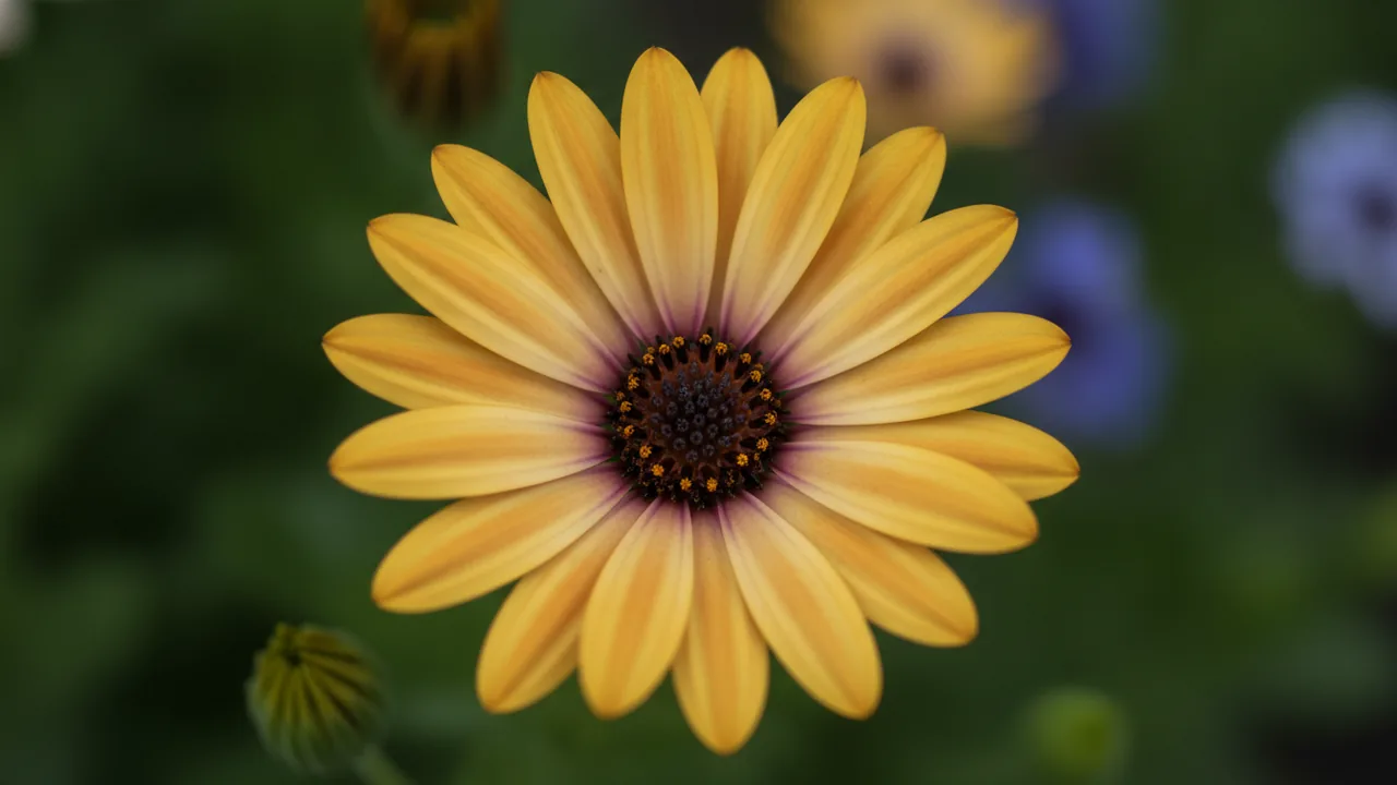 Lemon African Daisy (Osteospermum 'Lemon Symphony') - yellow flowers, illustrated plant card
