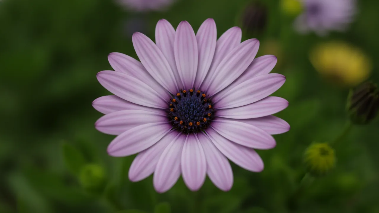 African Daisy (Osteospermum) - purple flowers, illustrated plant card
