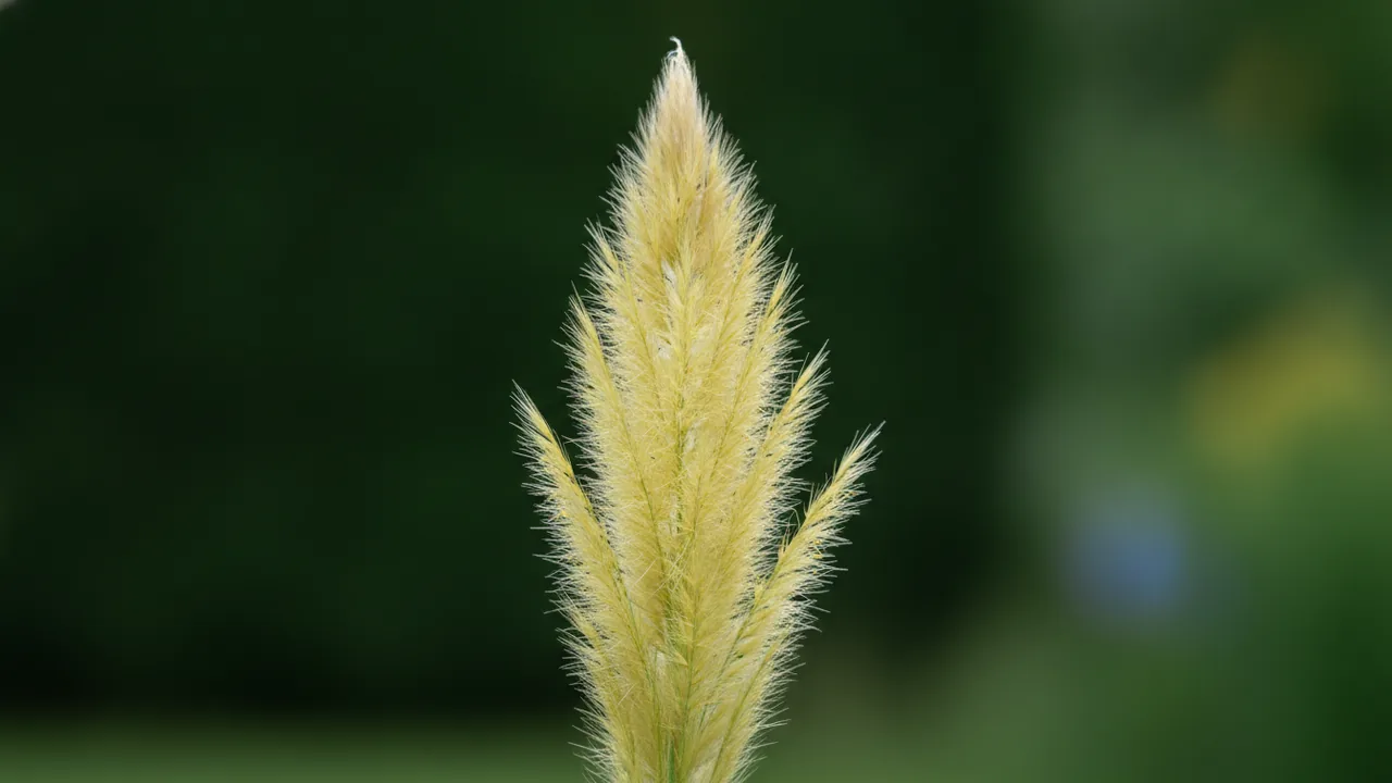 Dwarf Pampas (Pumila) (Cortaderia selloana 'Pumila') - white flowers, illustrated plant card