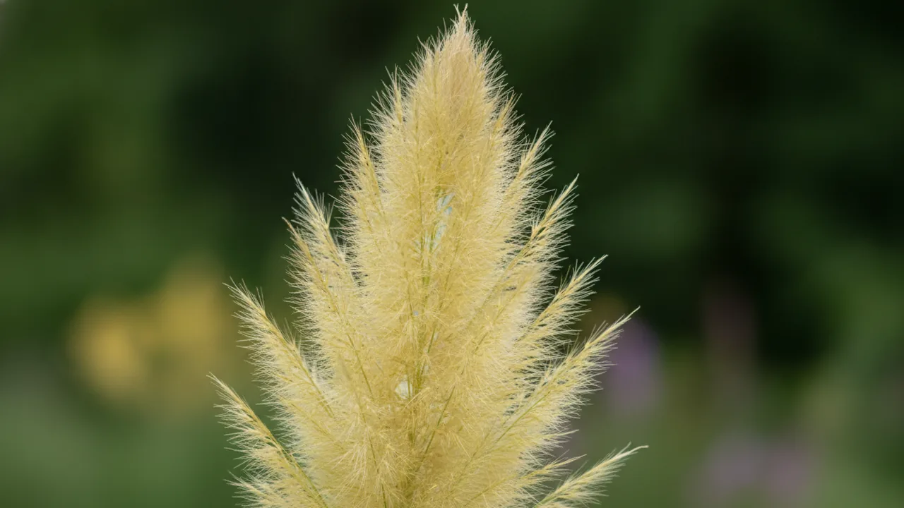 Gold Band Pampas (Cortaderia selloana 'Aureolineata') - white flowers, illustrated plant card