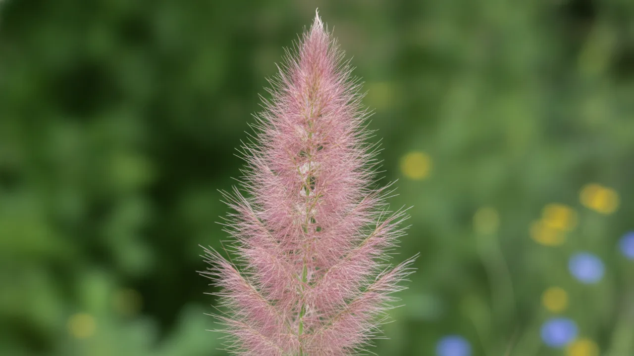 Pink Feather Pampas (Cortaderia selloana 'Rosea') - pink flowers, illustrated plant card