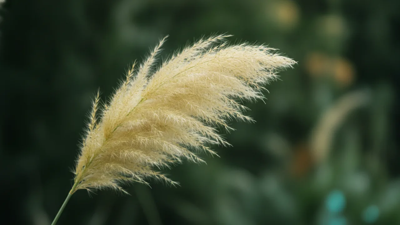 Pampas Grass
