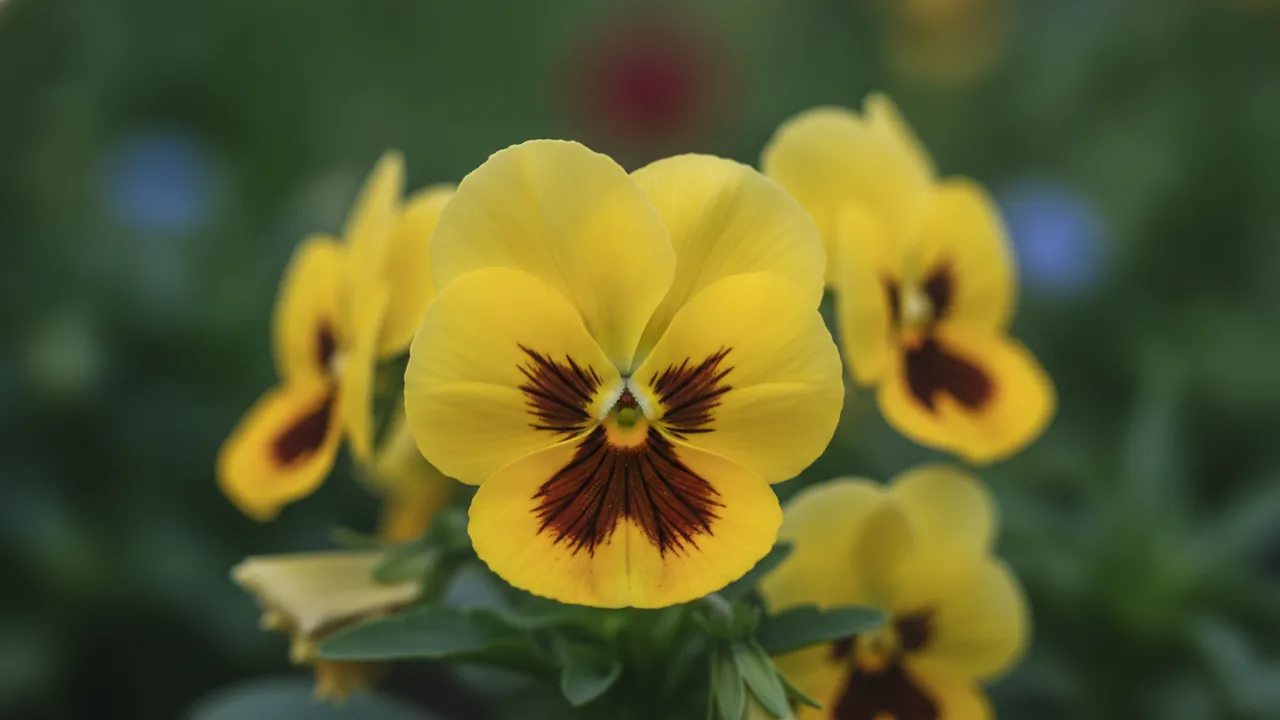 Yellow Blotch Pansy (Viola wittrockiana 'Yellow Blotch') - yellow flowers, illustrated plant card