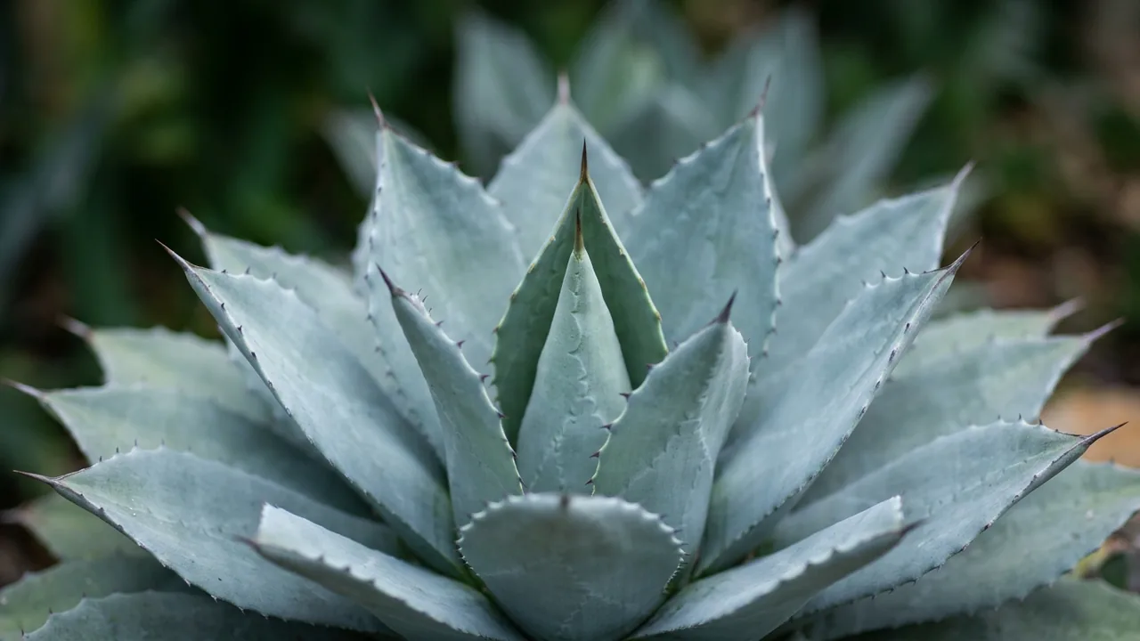 Parry's Agave (Agave parryi) - foliage plant, illustrated plant card