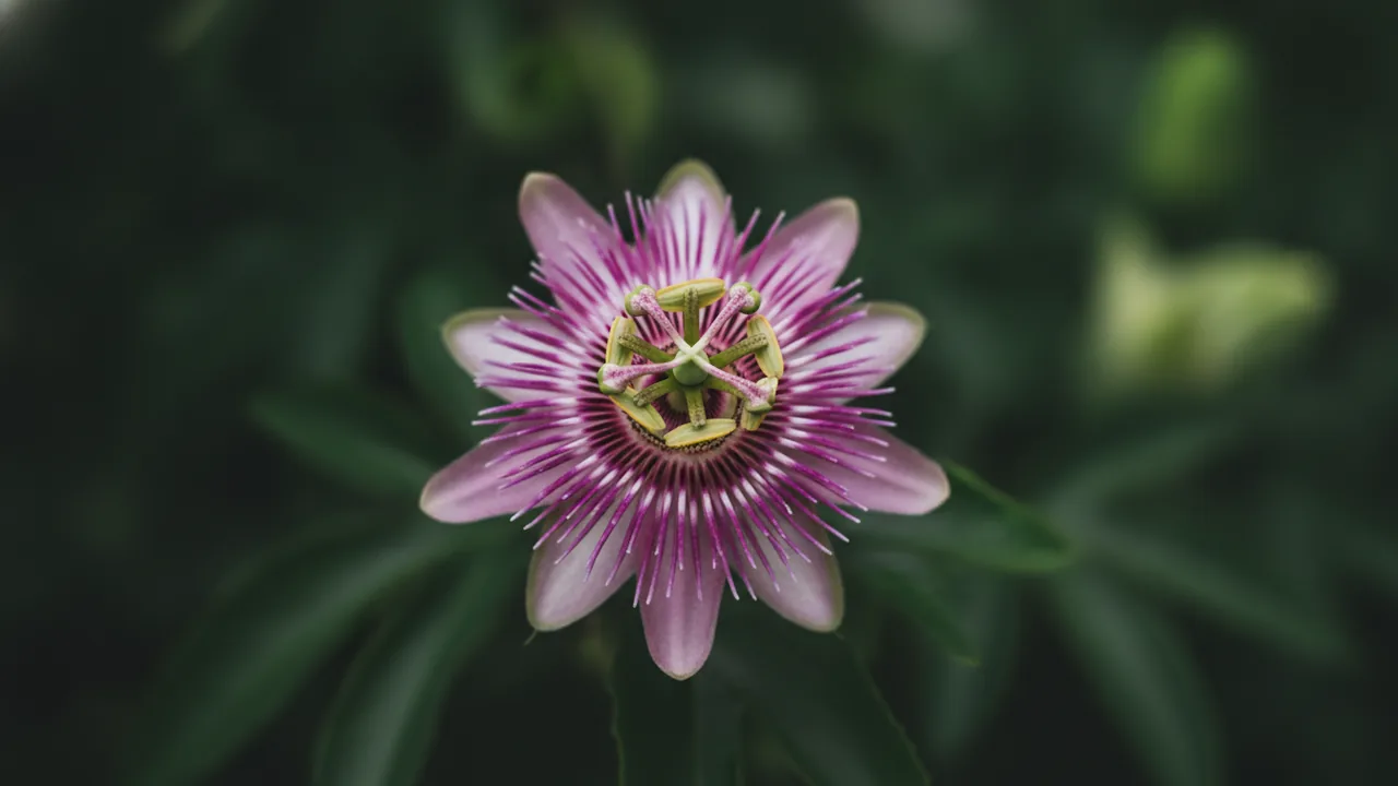 Lady Margaret (Passiflora 'Lady Margaret') - pink flowers, illustrated plant card
