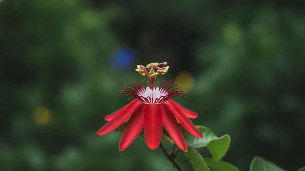 Red Passionflower (Passiflora coccinea) - red flowers, illustrated plant card