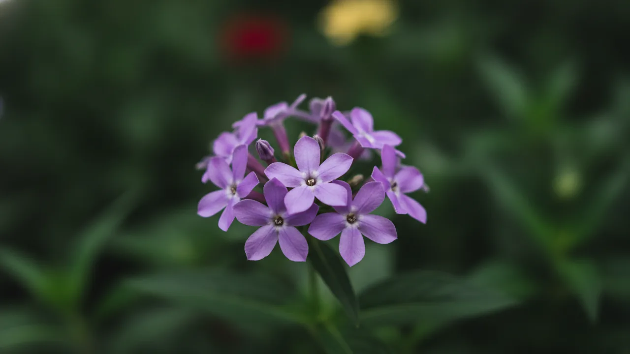 Lavender Pentas (Pentas lanceolata) - purple flowers, illustrated plant card