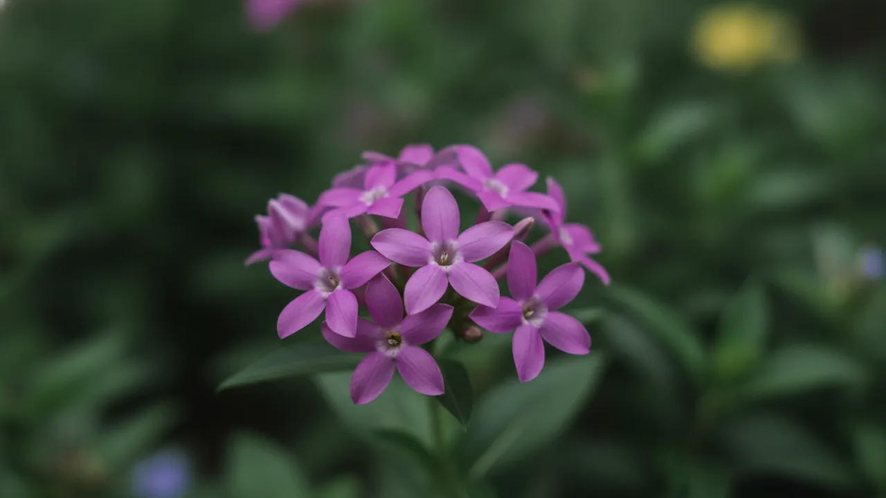 Violet Pentas (Pentas lanceolata) - purple flowers, illustrated plant card