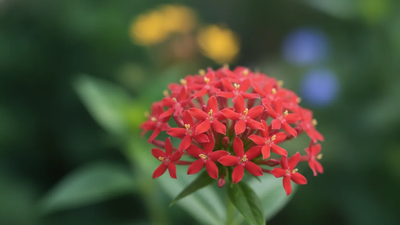 Red Pentas (Pentas lanceolata) - red flowers, illustrated plant card