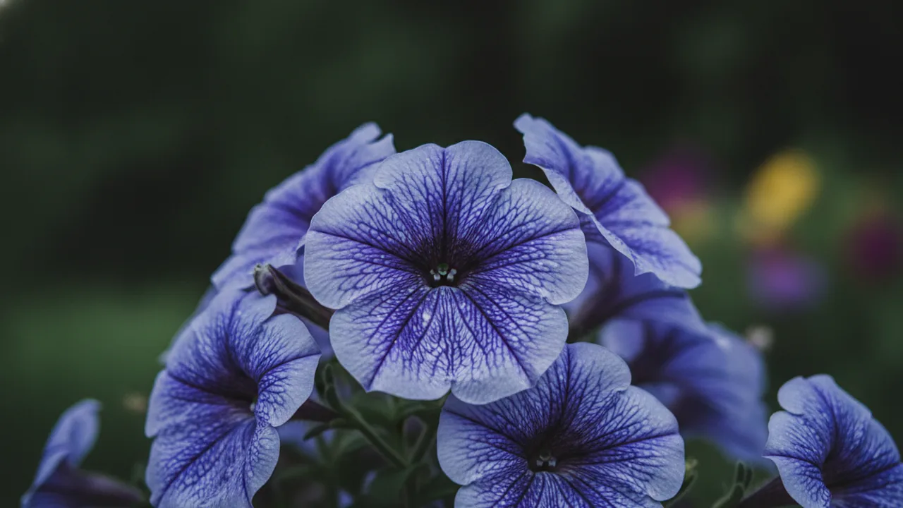 Night Sky (Petunia 'Night Sky') - purple flowers, illustrated plant card