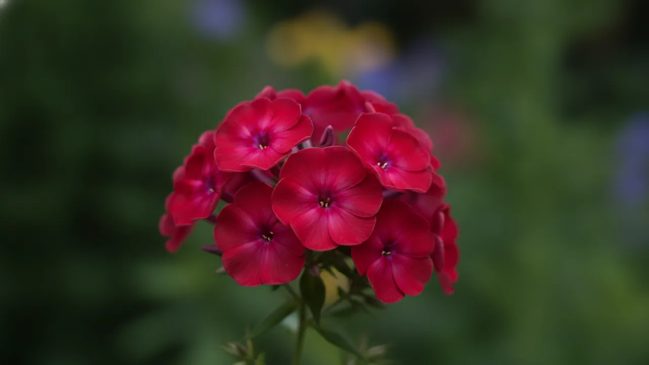 Coral Flame (Phlox paniculata 'Coral Flame') - pink flowers, illustrated plant card