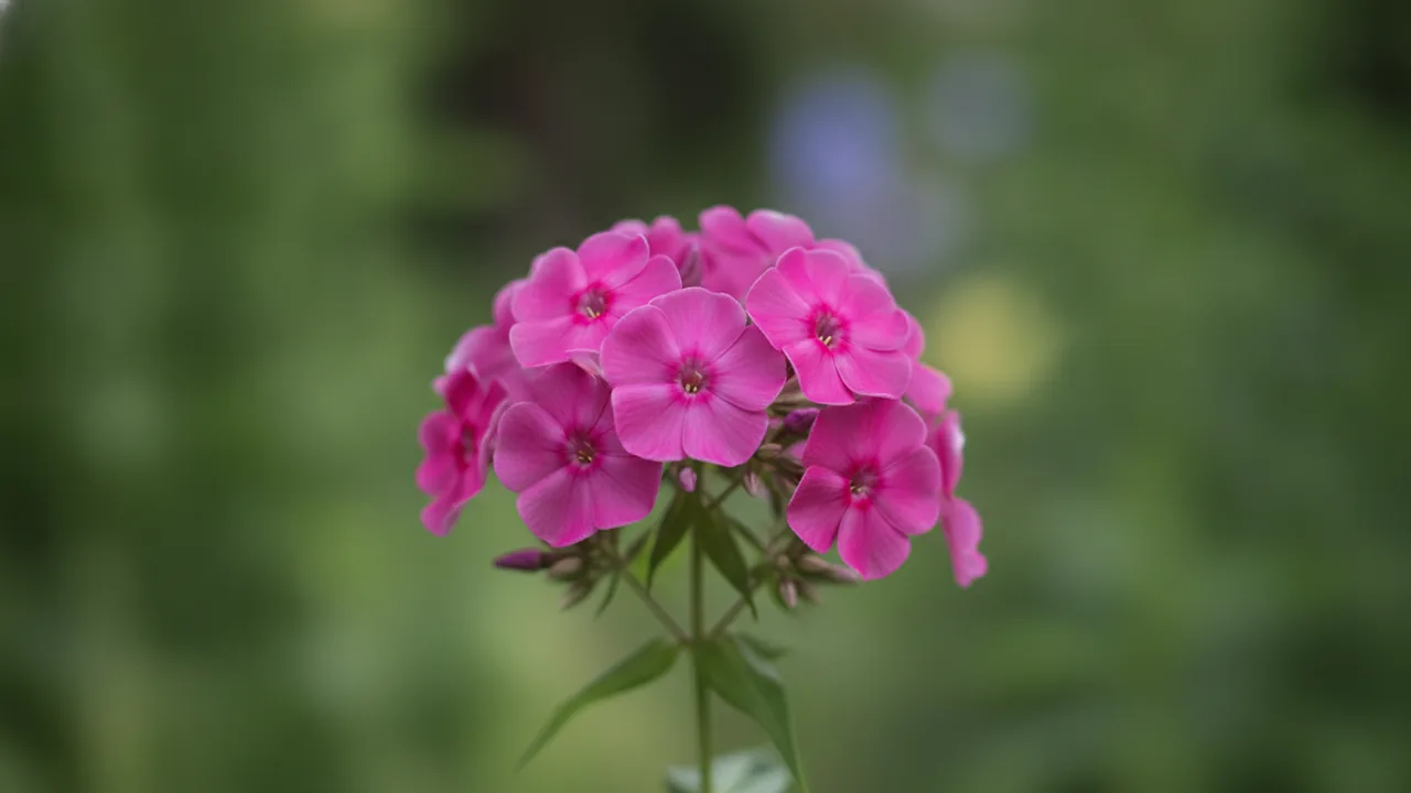 Laura (Phlox paniculata 'Laura') - purple flowers, illustrated plant card