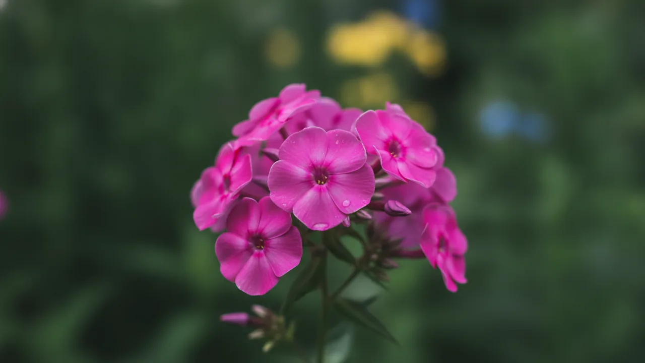 Nicky (Phlox paniculata 'Nicky') - purple flowers, illustrated plant card