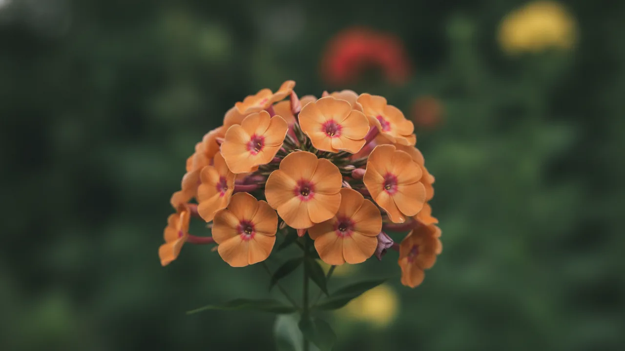 Orange Perfection (Phlox paniculata 'Orange Perfection') - orange flowers, illustrated plant card