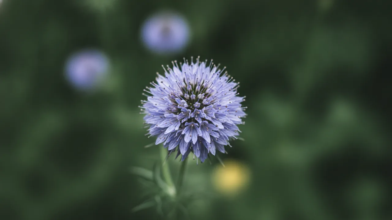 Pincushion Flower (Scabiosa) - blue flowers, illustrated plant card