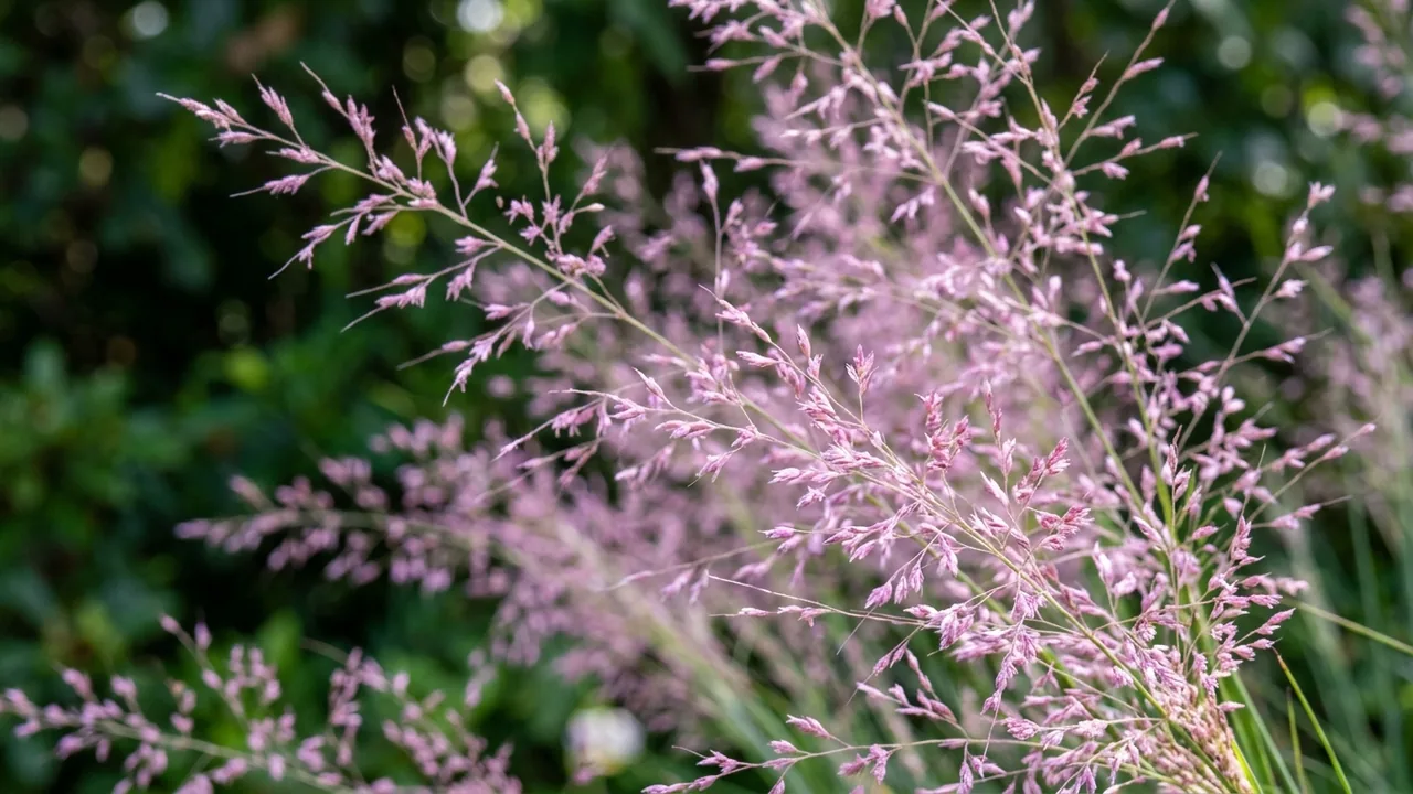 Pink Muhly Grass (Muhlenbergia capillaris) - pink flowers, illustrated plant card